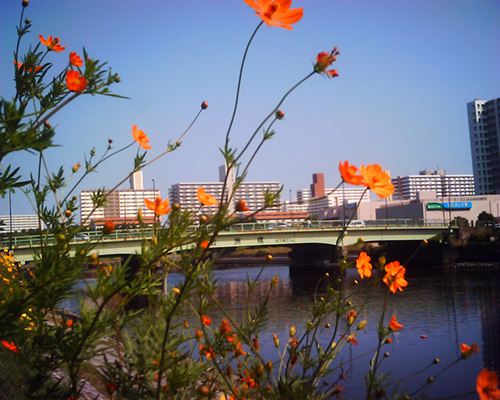 samaezu bashi bridge 鮫洲 橋 vista quest vq 1005 - Studio Milehigh